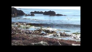 Free Things To Do In Orange County