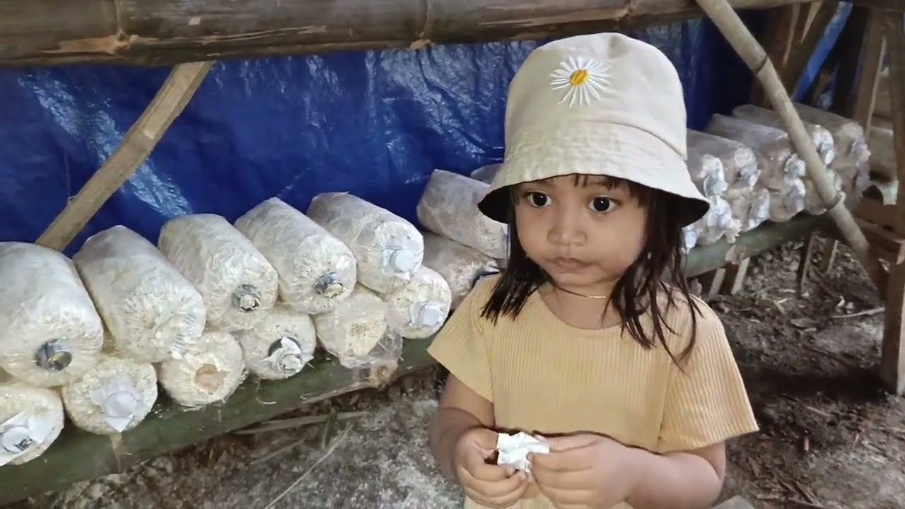 PAGI SEKALI LIHAT KUMBUNG JAMUR