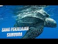 Sang Penjelajah Samudra - Penyu Belimbing