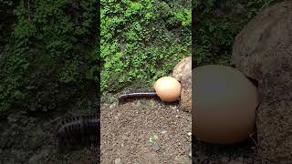 Millipedes come out from egg shell😰😱. #arthropods #millipede #scary #shorts