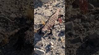 Meet the Gila Monster: Nature’s deadliest lizard. #buriedexpectations #nature #arizona