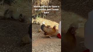 Mama gallina no llama a sus pollitos para tomar agua