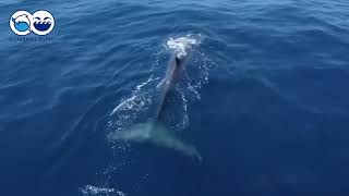 L’ALLARME DI OCEANOMARE DELPHIS: DELFINI ATTACCANO LE  RETI,  E’ CORSA AL CIBO
