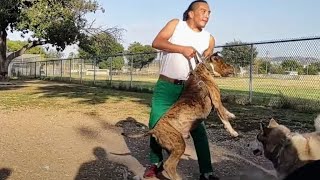 Owner Called Out Over Aggressive Pitbull Returns With Machete To Dog Park