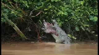 Cocodrilo comiendo una tilapia  en Caño Negro