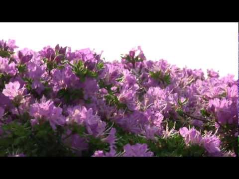 「あなたとわたしと花たちと」混声合唱(2012)
