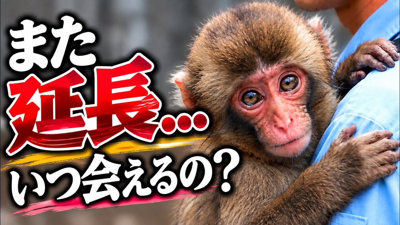 Is Punch Doing Well? Monkey Mountain Reopening Delayed to Oct 18