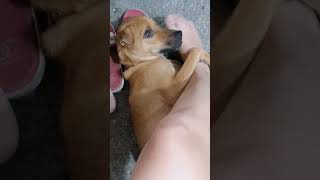 A Day In My Life With Maui Lablab Palangga