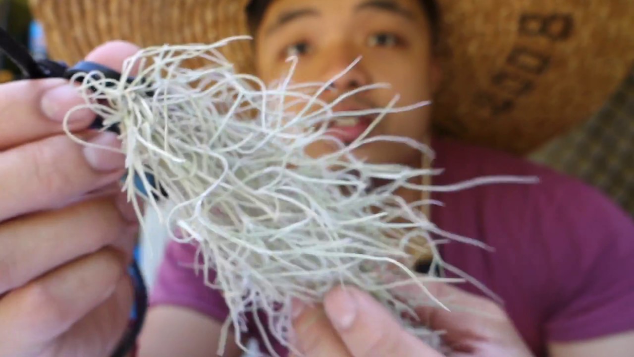 How to Preserve Spanish Moss & Decoration Ideas