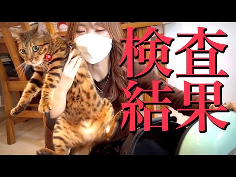 【検査結果】お母さん猫2匹の健康状態をお伝えします