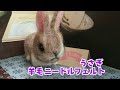 羊毛ニードルフェルト うさぎ メイキング/making/hand made/wool felt/needle felt/rabbits/作り方/制作動画