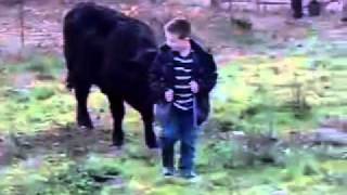 A boy and his cow Resimi