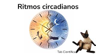 Ritmos circadianos: el reloj biológico que controla tu cuerpo