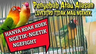 PAHAMI !!! Lovebird koak koek ngetik tidak mau ngekek