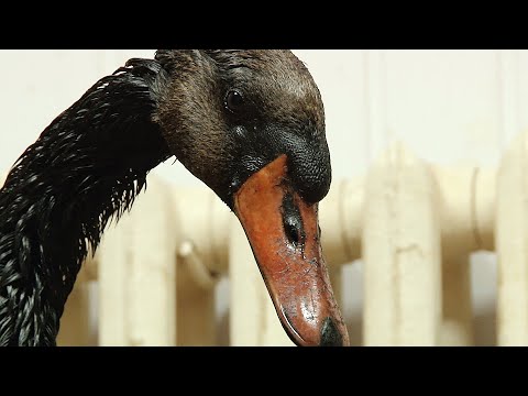 Спасение лебедя, искупавшегося в нефти
