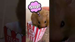 Hamster Eats Popcorn At The Cinema Part 2