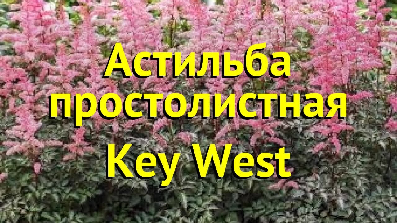 Астильба ки вест