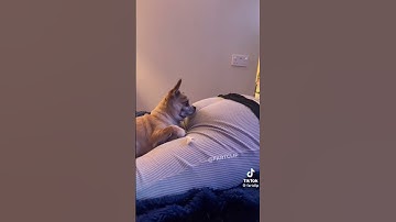 dogs and farts part 3 🤣🤣🤣 #funny #dog #fun