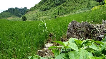 Lúa nương vùng cao