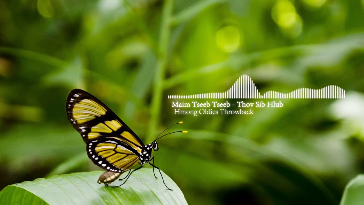 Hmong Oldies: Maim Tseeb Tseeb - Thov Sib Hlub