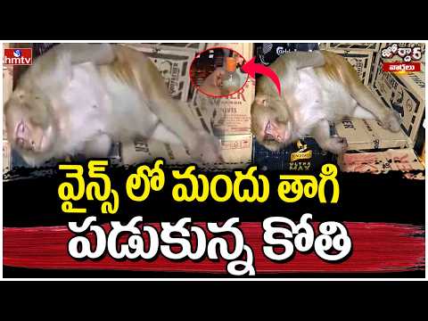Jordar Varthalu : వైన్స్ లో మందు తాగి పడుకున్న కోతి | hmtv