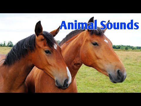 20 Amazing Animals sounds