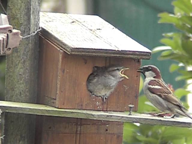 Oiseaux Maman Nourrit Ses Bebes Youtube