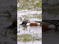 Bird Photography Northern Shoveler