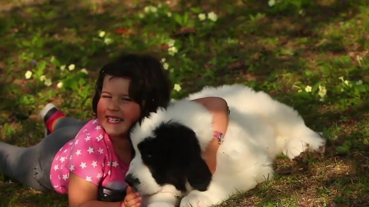 Landseer Puppy Allevamento Cuccioli Di Landseer In Italia Con Pedigree Youtube