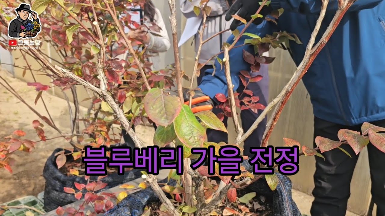 블루베리 전정