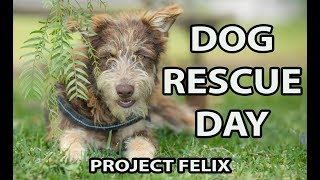 Dog Rescue. Felix needs adopting. by Matt The Dog 1,072 views 5 years ago 4 minutes, 45 seconds