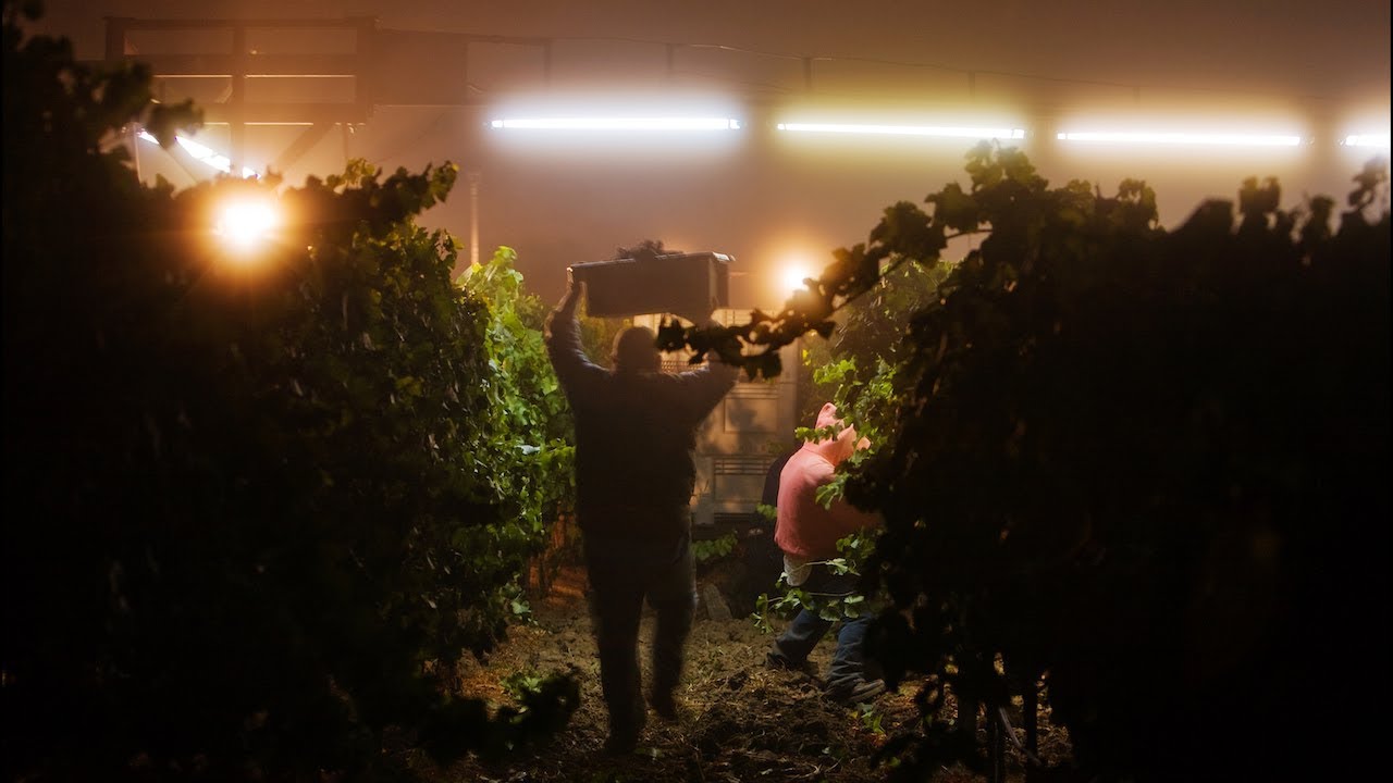 Central Coast Wine Industry Trends: Another Great Vintage