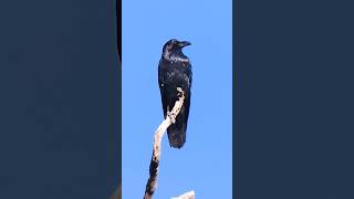 American Crow🐦Daring Perch #americancrow