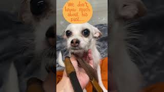 Adopt Dexter! #nwindiana #stray #straydogs #adoptme #adoptstrays #tinydog #dog #dogs