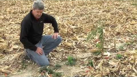 Fall Marestail Management.m4v