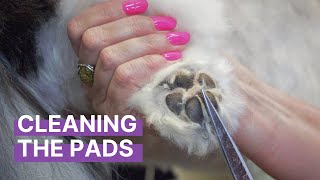 How To Care for the Pads On Your Dog's Feet