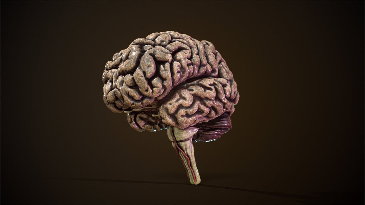 brain surface in zbrush