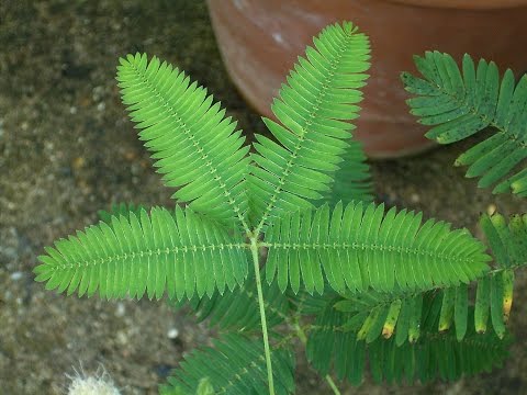 Küstüm Çiçeği: Mimosa pudica