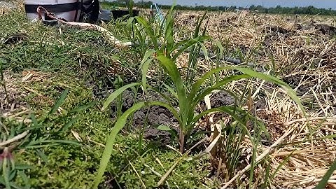 Nyawahh Gaesss! Semprotin Rabuk / Ngobatin Tamaman Jagung Di Sawah