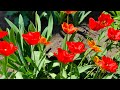 «Ботанічний» дитячий садок N275 м.Київ, весняні квіти