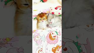 Cute Kittens❤️【146】#Shorts #Cutecat520 #Cat #Kittens #Pets