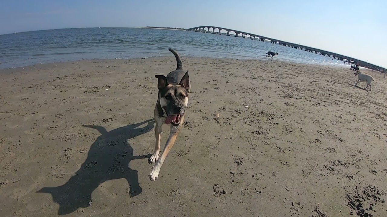 Longport Dog Beach, Ocean City, New Jersey YouTube
