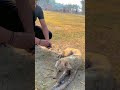 illness Dog eat biscuit🥰😘     ￼#shorts #youtubeshorts #viralshorts #viral #youtube