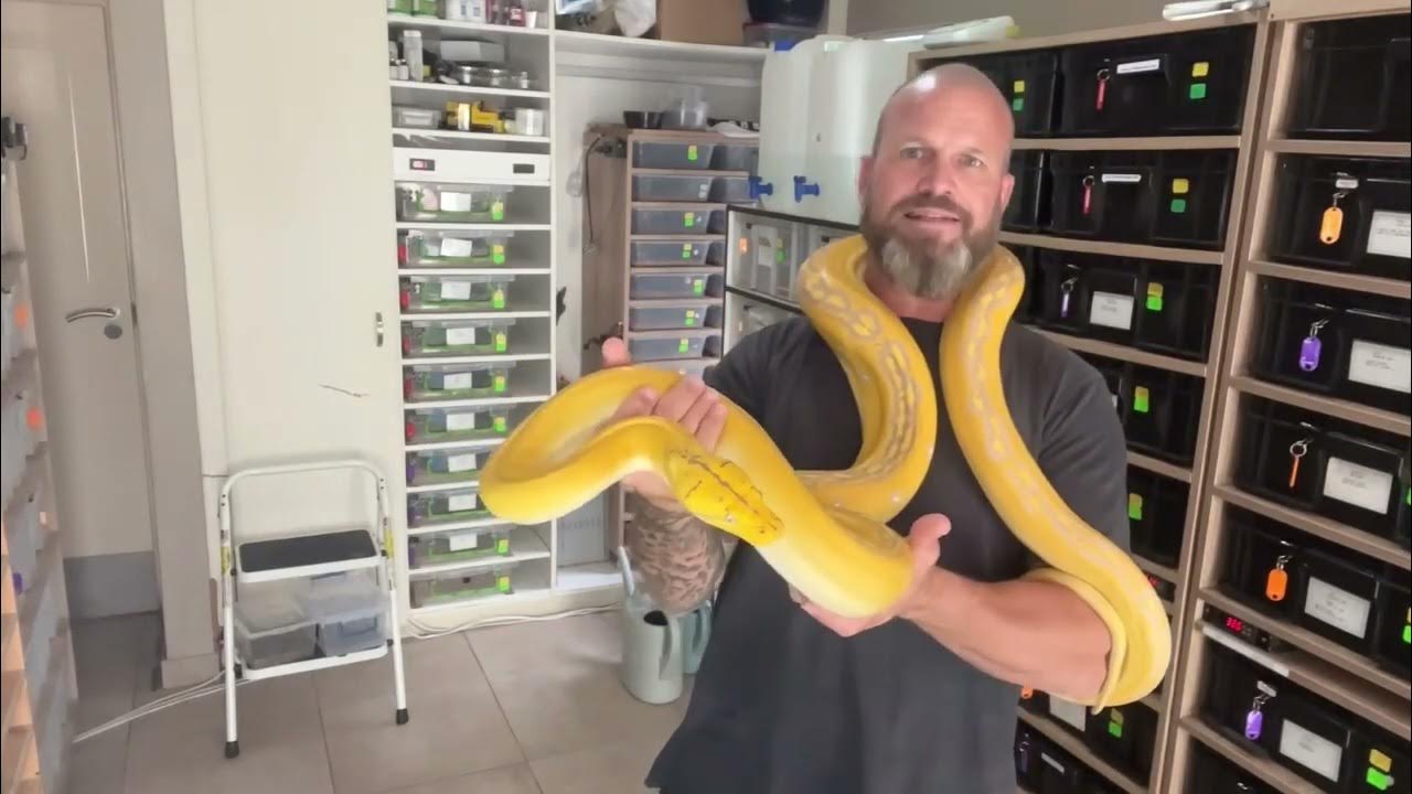 Golden child purple albino Reticulated Python. Handling tips for a new