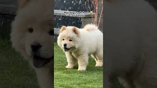 Joru is innocent@joruthechow#funny#petparent#relatable#shorts#dog#puppy#chowchow#love#cutepuppy