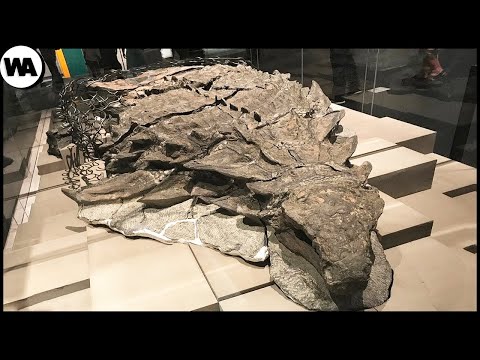 Видео: Все Думали, Что Этот Динозавр Погиб Несколько Недель Назад