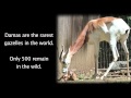 view Dama Gazelle Calves Stotting at Smithsonian Conservation Biology Institute digital asset number 1