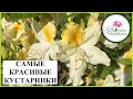 ПРЕКРАСНЫЕ КУСТАРНИКИ ДЛЯ САДА