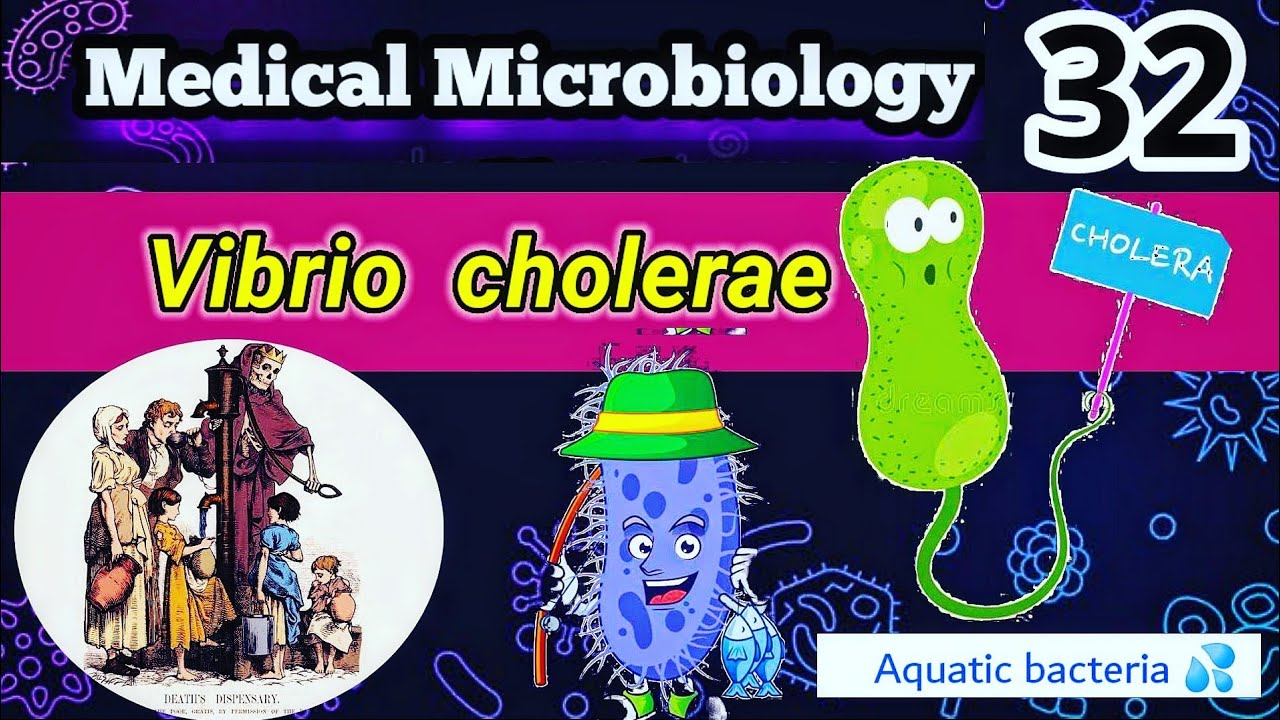 شرح تشخيص وأعراض بكتيريا الكوليرا vibrio cholerae