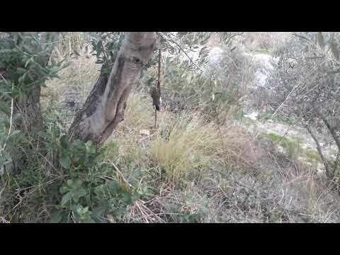 صيد سمن وشحرور وسقلين اسود اخر الموسم١ ٢ ٢٠٢١